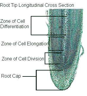 Index of /~lthompson/bgy34/plantanatomy/root pictures